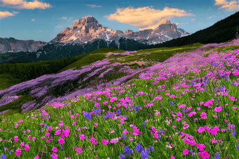 Alpine Flowers