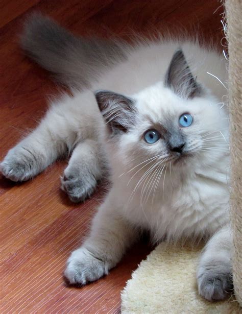 Blue Ragdoll Cat