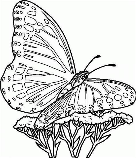 Butterfly Coloring Pages for Learning