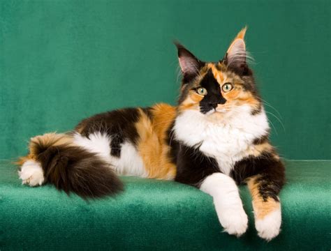 Calico Maine Coon Colors