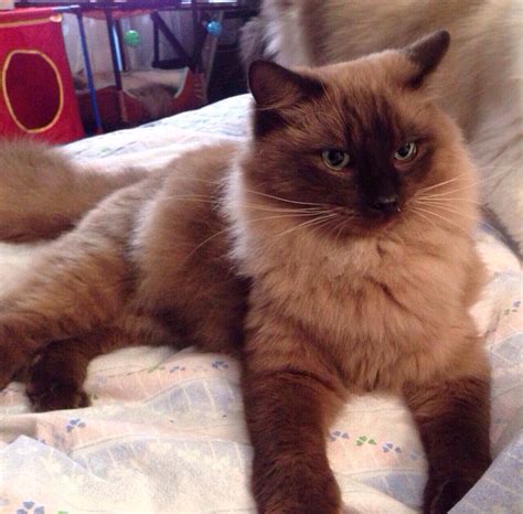 Chocolate Ragdoll Cat