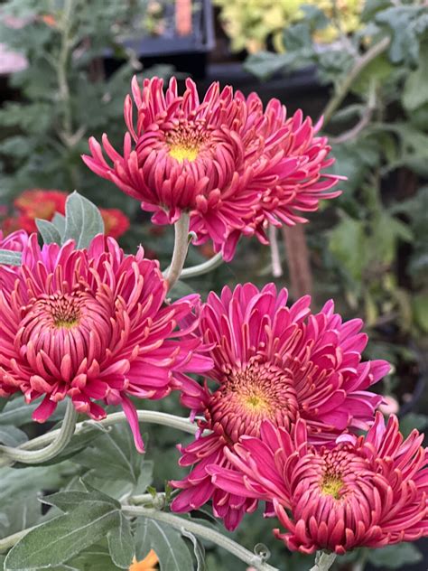 Chrysanthemum