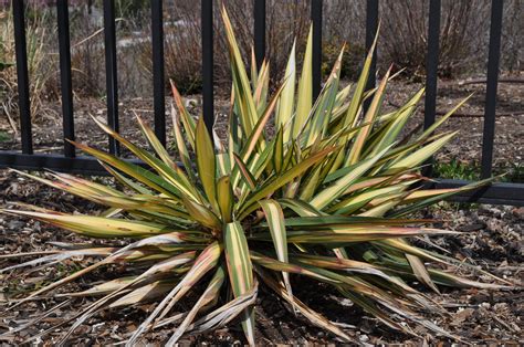 Color Guard Yucca with aphids