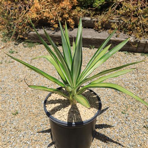 Color Guard Yucca in bloom
