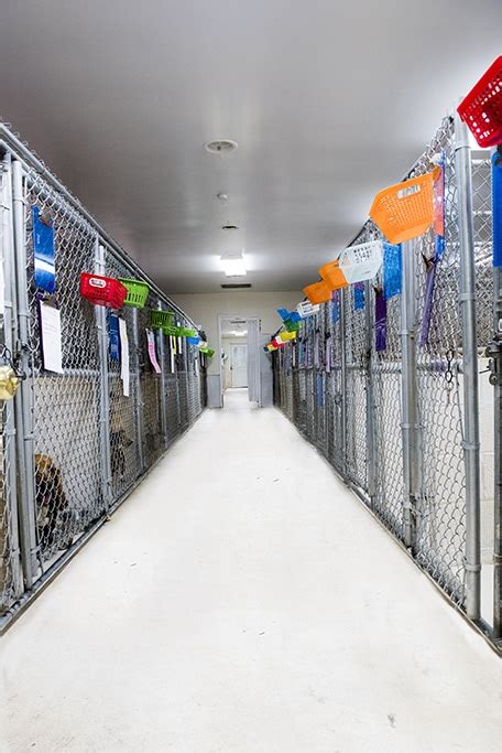 Dog Boarding Raleigh NC