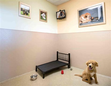 Dog Boarding Rates Near Me