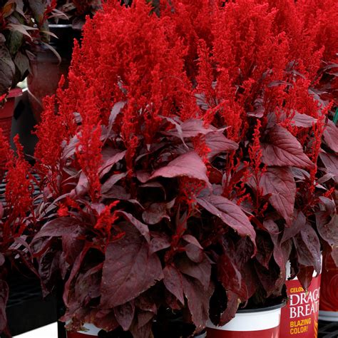Dragons Breath Red