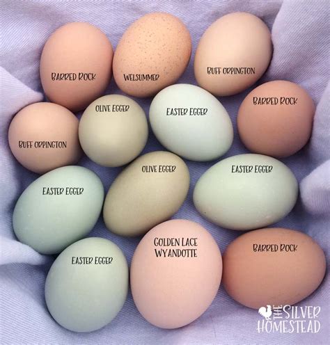 Easter Egger Chicken Egg Colors