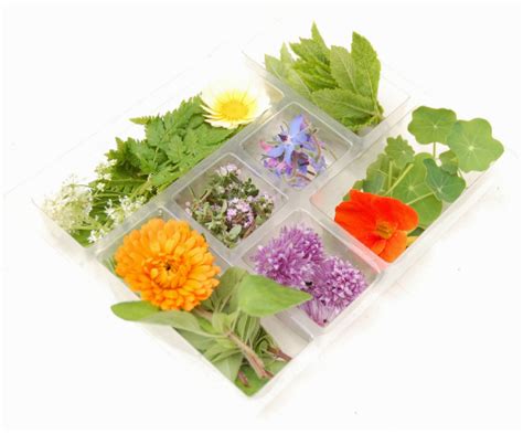 Garnishes and Fresh Herbs Selection