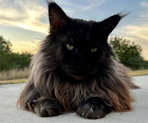 Maine Coon Shaded Smoke