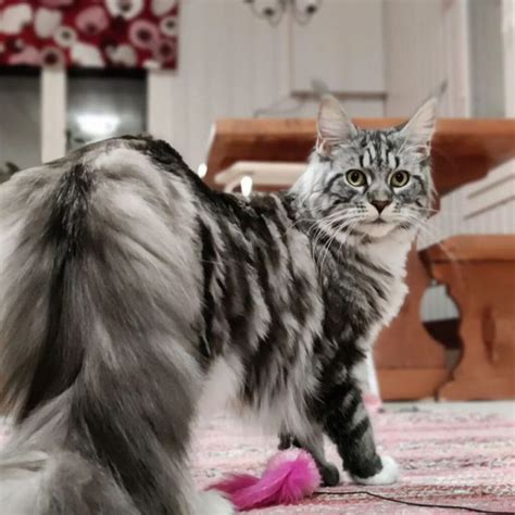 Maine Coon Tabby Patterns