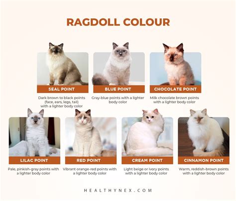 Ragdoll Cat Colors