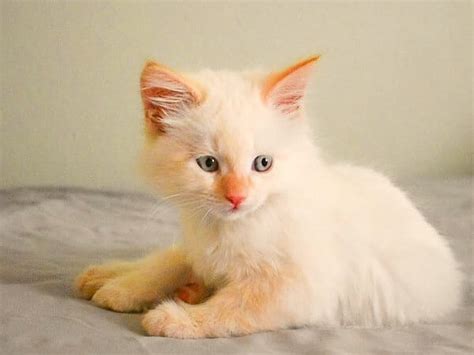 Red Ragdoll Cat
