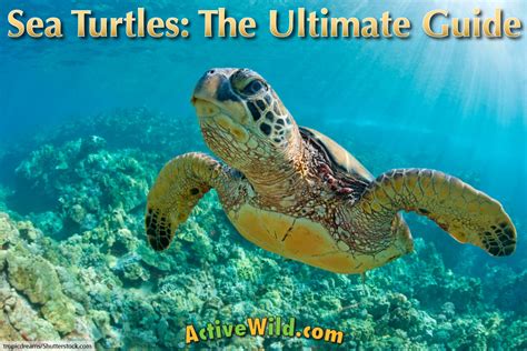 Sea Turtle Facts