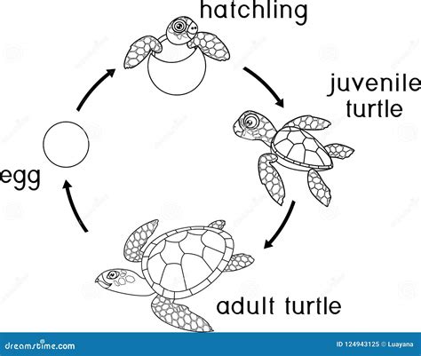 Sea Turtle Life Cycle Coloring Page