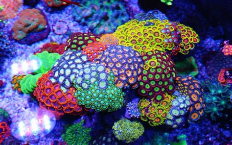 Soft Coral