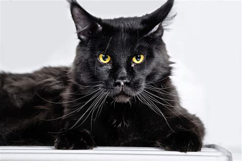 Solid Maine Coon Colors