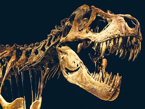 T-Rex Fossil