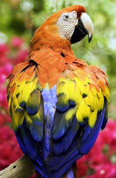 The Colorful Parrot