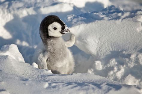 The Cute Penguin