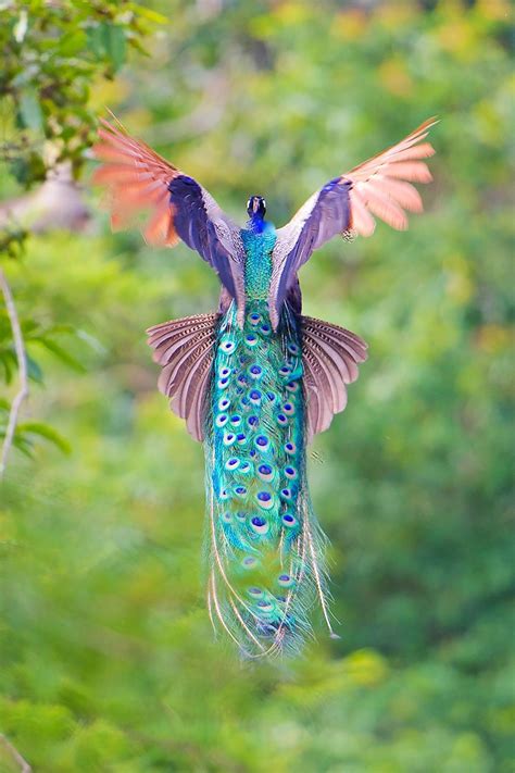 The Majestic Peacock