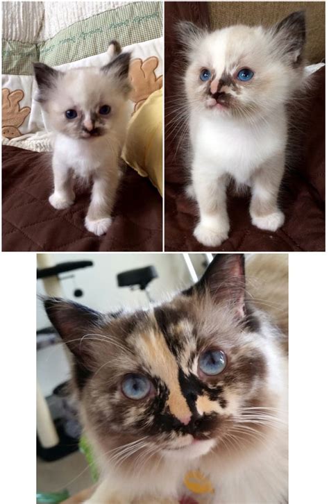 Torbie Ragdoll Cat