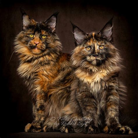 Tortoiseshell Maine Coon Colors