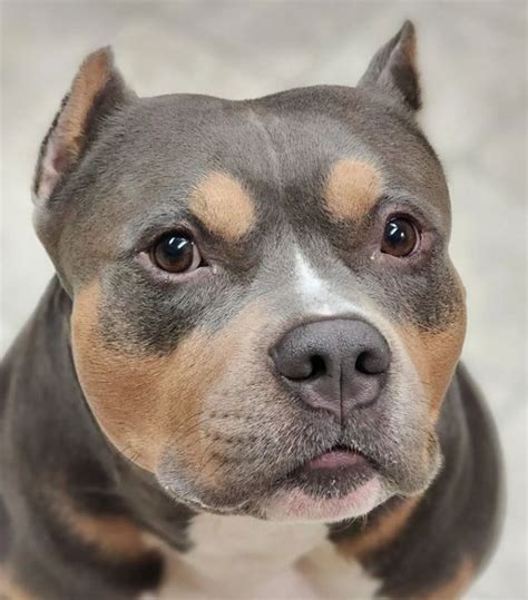 Tri Color Pitbull Care Requirements
