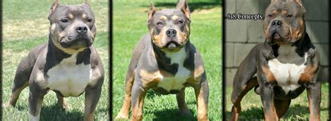 Tri Color Pitbull History