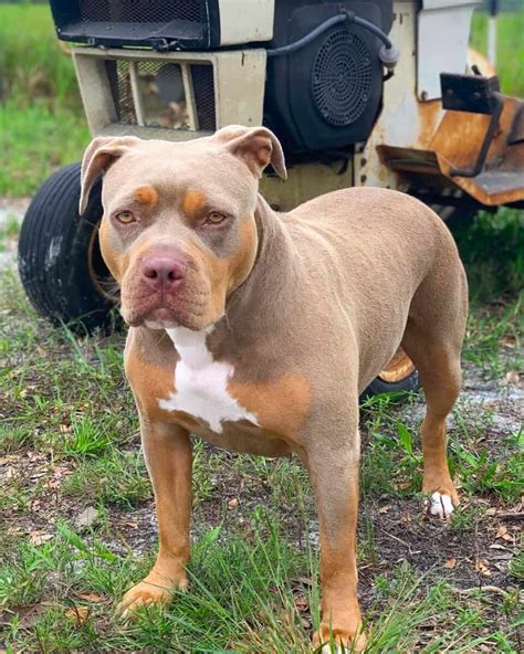 Tri Color Pitbull Training