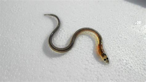 Young Eel