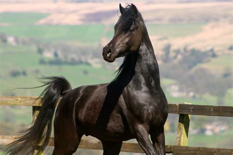 Arabian Horse
