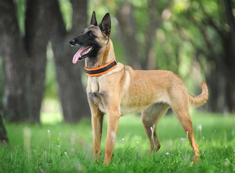 Belgian Malinois in Military Gear