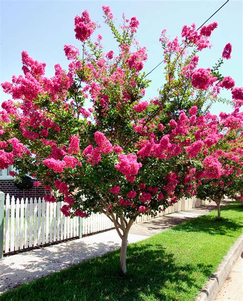 Bi-Color Crepe Myrtle Trees