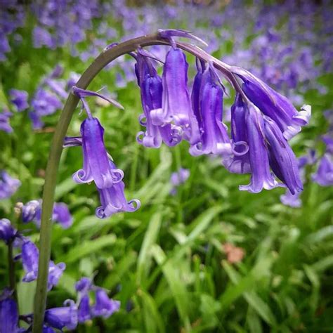 Blue Bell, PA Community Guide