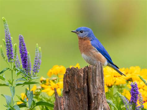 Blue Bird Habitats