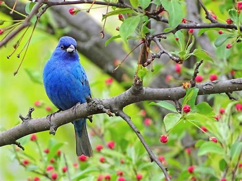 Blue-Colored Birds