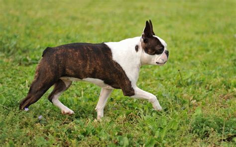 Brindle Boston Terrier