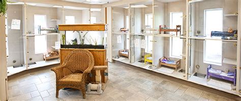 cat boarding facilities