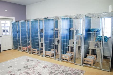 Cat in a boarding facility