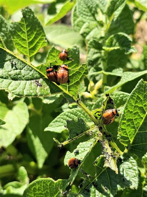 Colorado potato beetle on a potato leaf