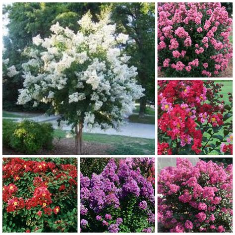 Crepe Myrtle Tree Colors