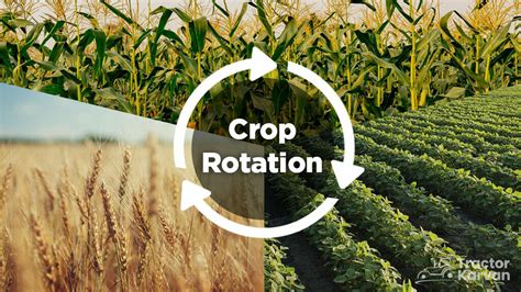 Crop rotation to manage Colorado potato beetle