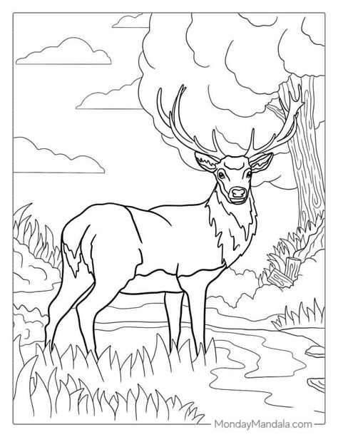 Benefits of Deer Coloring Pages