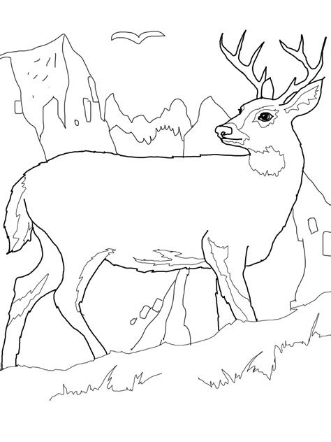 Deer Coloring Pages for Kids