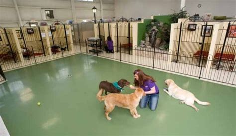 Dog boarding services
