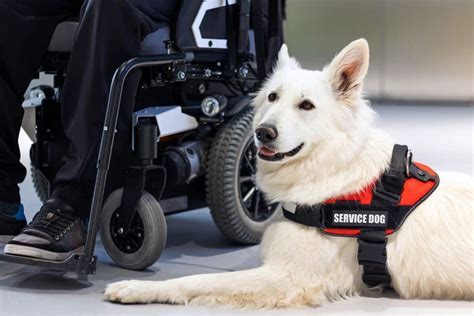 dog training services