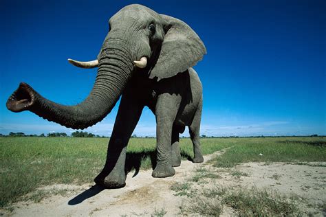 Elephant's Breath