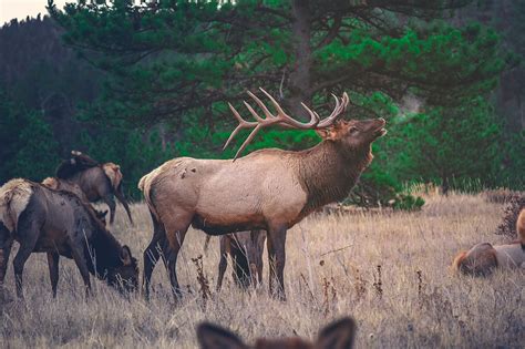 Elk Wildlife