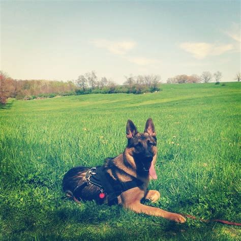 German Shepherd in Military Gear